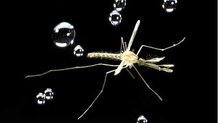 Inilah Alasan Mengapa Nyamuk Takut Hujan Dan Asap Tebal [ www.Bacaan.ME ]