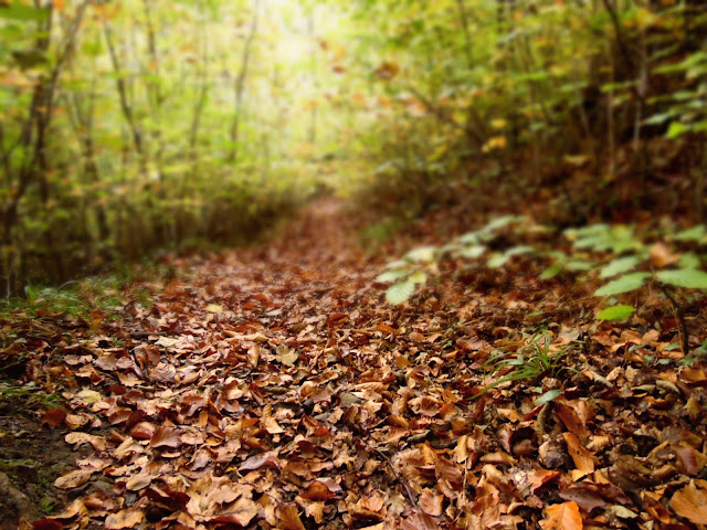 Leafy autumn path