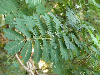 Caesalpinia pulcherrima - Petit flamboyant