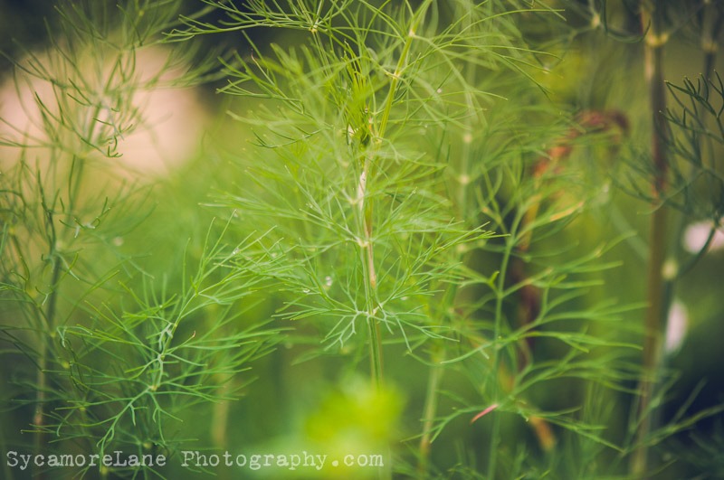 SycamoreLane Photography-herbs