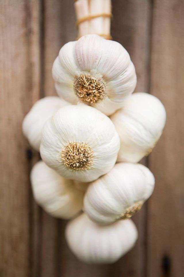 National Garlic Day Wishes for Whatsapp