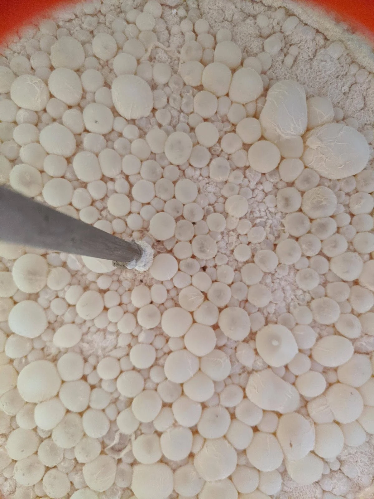 infected beer pellicle