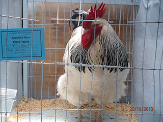 ROOSTER IN CAGE