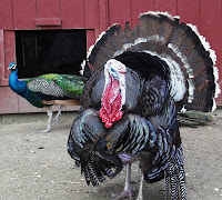 U.S. Turkey