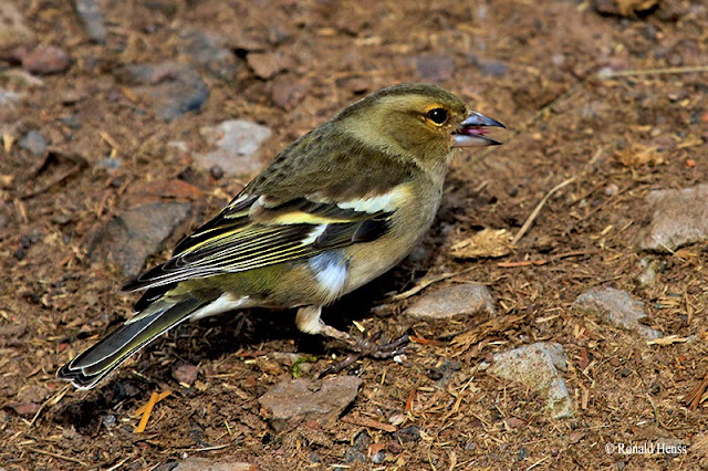 Vogel Singvögel Buchfink