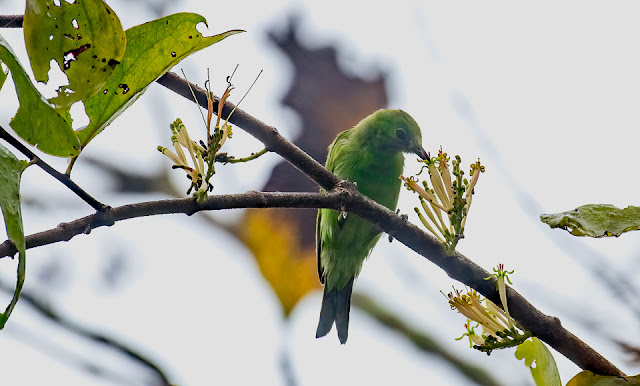 birds birding nature wildlife conservation kali adventure camp dandeli kali tiger reserve timber depot western ghats travel safari