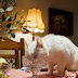  Royal Canin : Makanan Kucing Untuk Pencernaan yang Baik dan Sehat