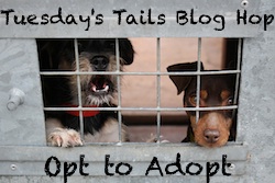 Tuesday Tails Blog Hop.