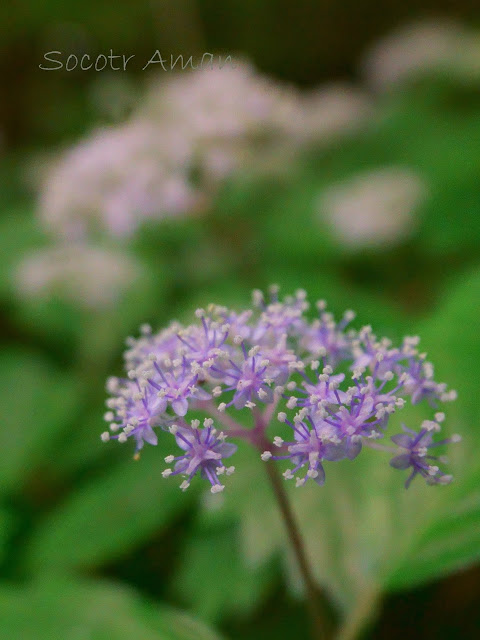 Hydrangea hirta