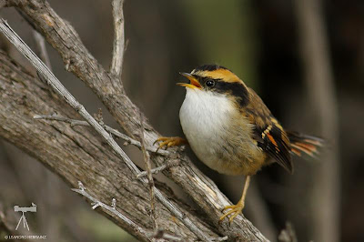 Thorn tailed Rayadito