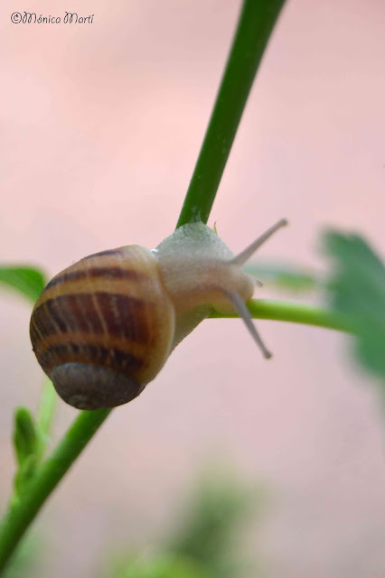 Caracol©MonicaMarti