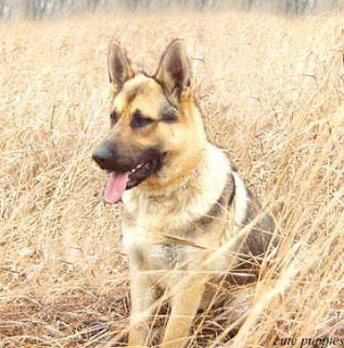 A dog is sitting in long dry grass  