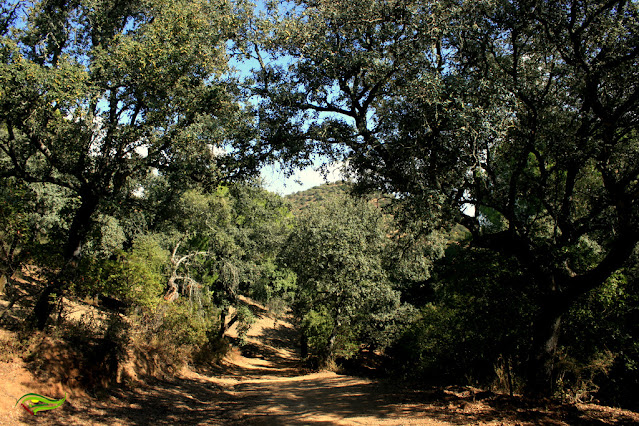 Sendero de la Cuesta de la Traición-El Villar (SL-A-91)