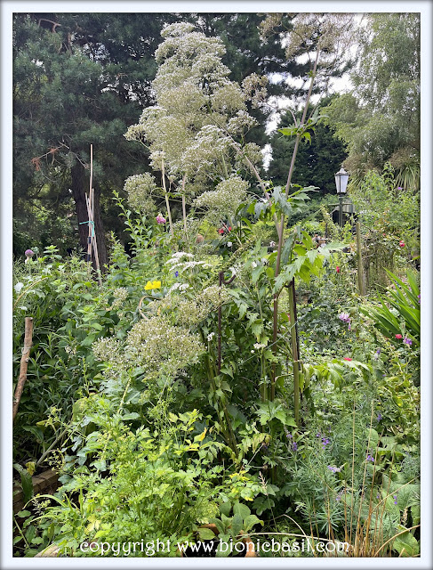 The BBHQ Midweek News Round-Up ©BionicBasil® Giant Valerian Plant