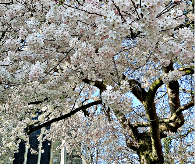 A blossom tree