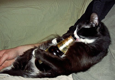 cat drink beer