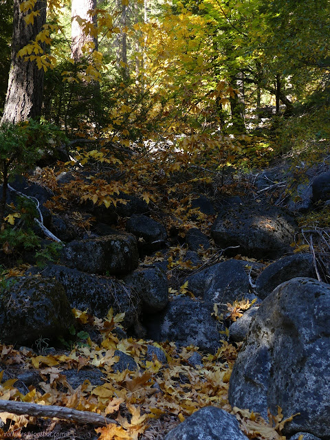 maple leaves on the rocks