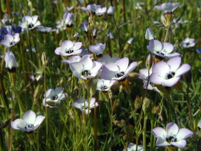 Gilia tricolor