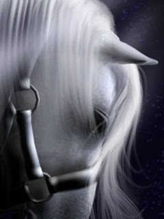 Beautiful Wallpapers  White Horse Wallpapers