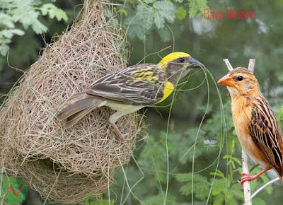 baya weaver bird, বাবুই