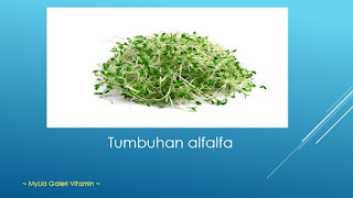 Tumbuhan Alfalfa