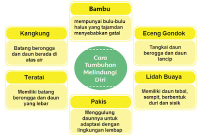 Diagram Frayer Ciri Khusus Tumbuhan