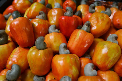 Produção de caju no Ceará enfrenta desafios de baixa produção e concorrência com África e Ásia