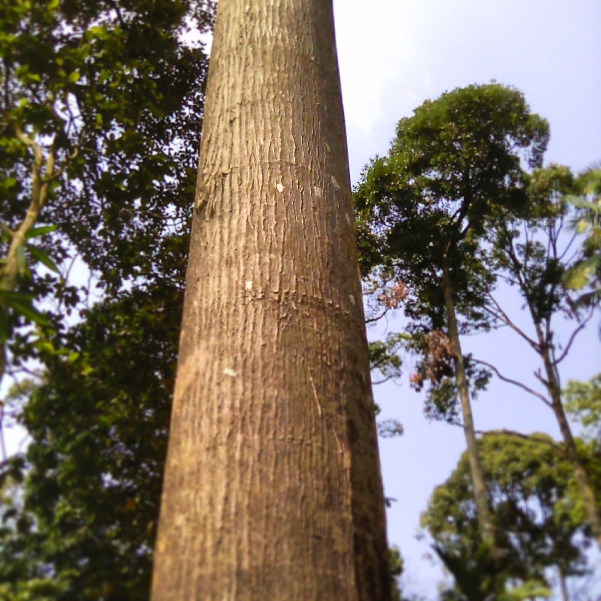 Tukang Sukat Tanah TUKANG SUKAT TANAH Kayu Balak 