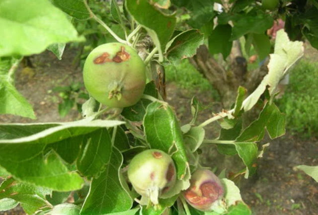 Повреждённые градом плоды яблони сорта Лигол