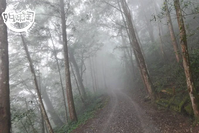 高雄旅遊,藤枝森林遊樂區,親子旅遊,藤枝開放,藤枝住宿