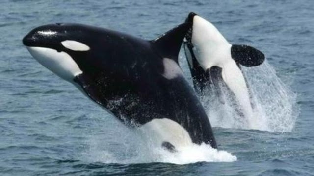 Avistan a un grupo de orcas en La Guaira