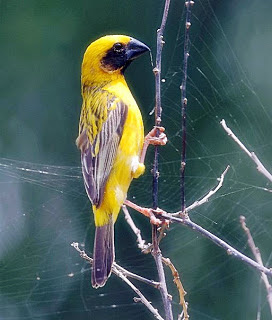 burung manyar, gambar burung manyar