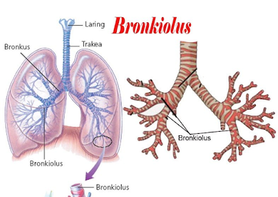 Organ Pernapasan Bronkiolus