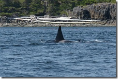 Orca