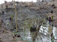 今津弘川の湿原のザゼンソウ群生地は、国内自生地の南限である