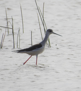 Black-winged Stilt is a very elegant looking bird