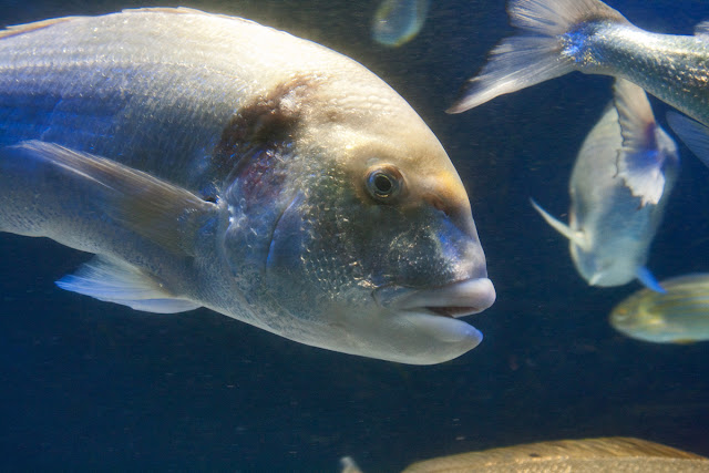 Oceanographic Museum, MONACO, океанографический музей, Монако