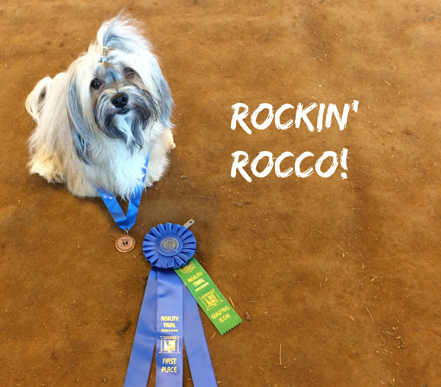 Rocco Havanese AKC Excellent Standard Agility Title