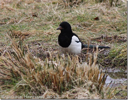 89-magpie