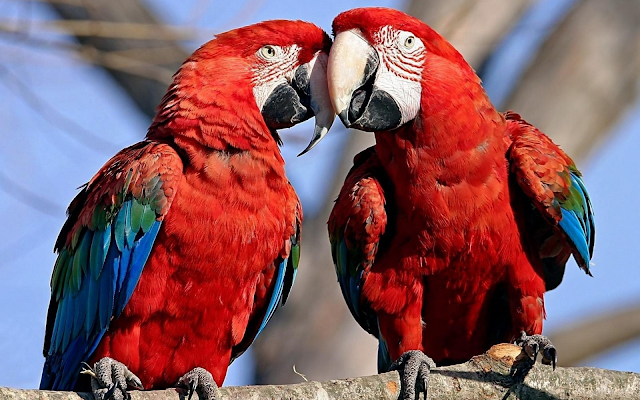 Parrot Couple in Love Hd Wallpapers