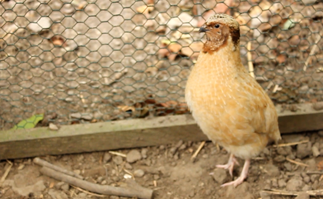 Manchurian Golden  Coturnix Quail Male