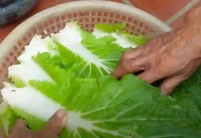 Napa Cabbage