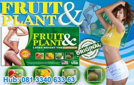  pelangsing fruit plant, fruit plant herbal, obat pelangsing herbal, pelangsing badan alami, obat pelangsing badan