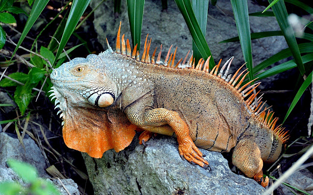 Обыкнове́нная игуана (Iguana iguana)