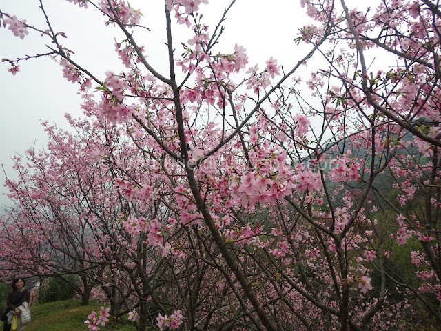 Royal Dragon Sakura Forest cherry blossoms