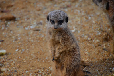 Erdmännchen, meerkats, meerkatte, surikater, Surykatki, Сурикаты, Мееркатс, podgane, suricatas, stokstaartjes, Мееркат, surikaty, сурікати, Meerkat chayon, 貓鼬, 