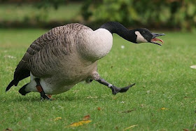 angry goose, funny animal pictures, animal pics