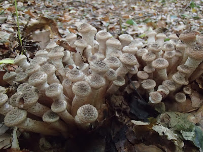 opieńka miodowa, Armillaria melea