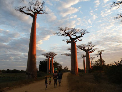 Baobab Tree Seen On lolpicturegallery.blogspot.com