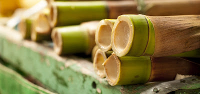 Bambu usos costumbres construccion